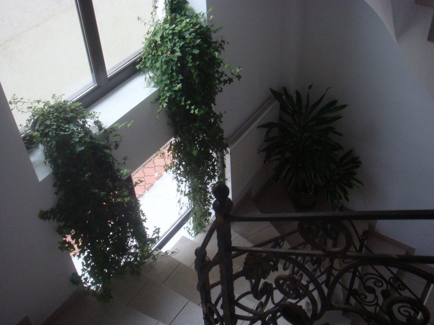 Villa Edera Residence - Gazda Profesionista 부쿠레슈티 외부 사진